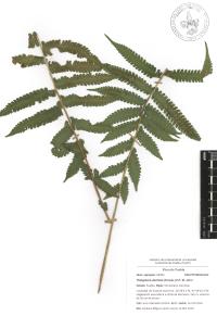 Thelypteris dentata image
